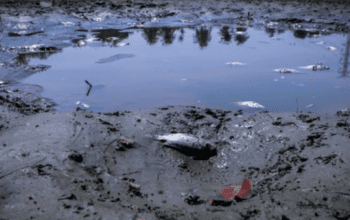 Foto: Seorang warga berjalan di tanah yang retak akibat kekeringan di Danau Cinere, Depok, Jawa Barat, Rabu (27/9/2023). (CNBC Indonesia/Faisal Rahman)