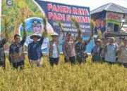 Panen Raya Padi Sawah di Dusun Pantango, Kelurahan Kasiguncu