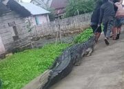Penampakan Buaya 4 Meter Masuk Pemukiman Warga Desa Wakai
