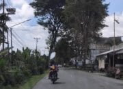 Pohon di Kabupaten Touna. FOTO: IST (UpdateHarian.Com / Jefri)