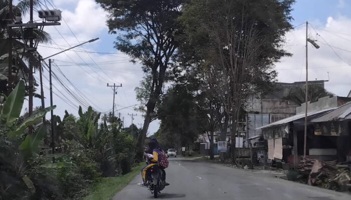 Pohon Miring di Uemalingku Touna, Mengancam Keselamatan Pengguna Jalan Sekitar