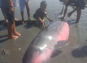 Duyung Terdampar di Pantai Tanjung Pude, Warga Lakukan Penyelamatan