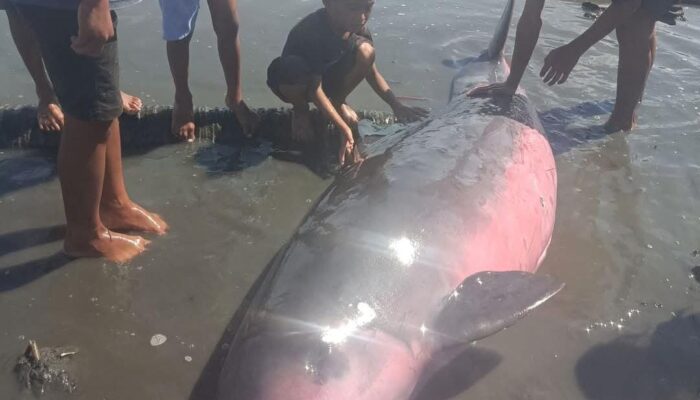 Duyung Terdampar di Pantai Tanjung Pude, Warga Lakukan Penyelamatan