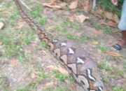 Warga Desa Tambanombo Geger, Ular Piton 4,5 Meter Telan Dua Anjing