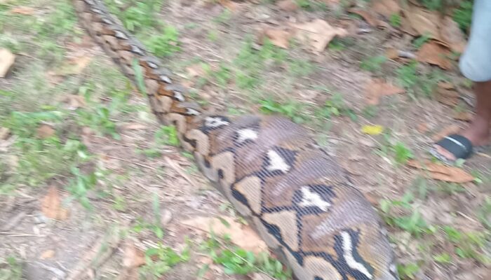 Warga Desa Tambanombo Geger, Ular Piton 4,5 Meter Telan Dua Anjing
