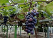 Kebun Anggur Duyu, Rekomendasi Agrowisata Kota Palu di Akhir Pekan