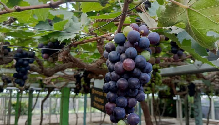 Kebun Anggur Duyu, Rekomendasi Agrowisata Kota Palu di Akhir Pekan