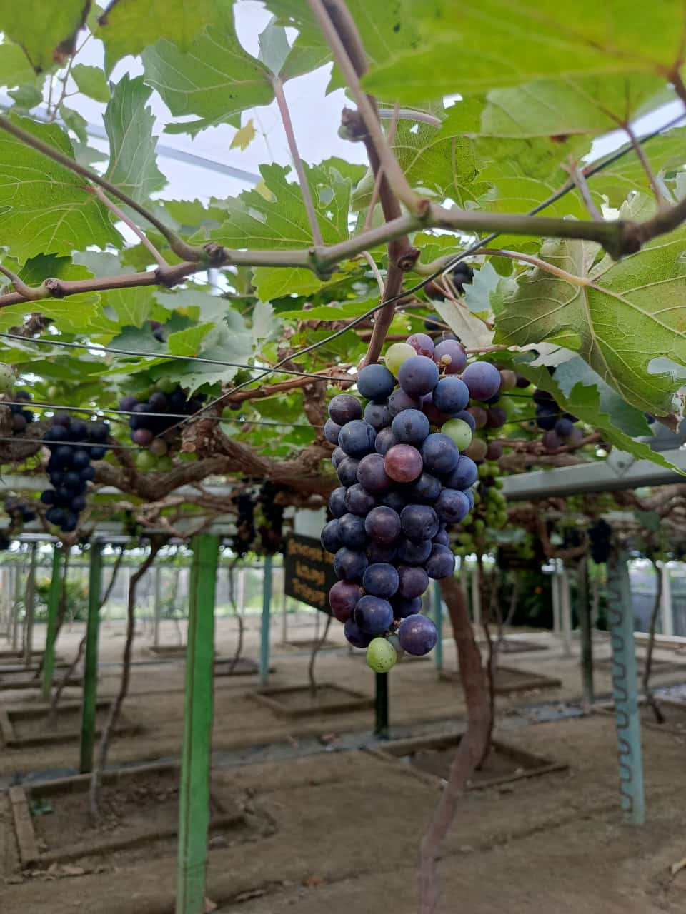 Kebun anggur Duyu, Rekomendasi Liburan akhir pekan di Kota Palu. FOTO: IST