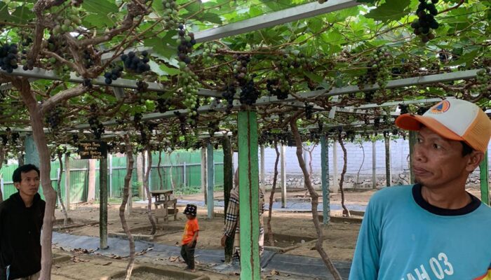 Pak Alan, Petani di Kebun Anggur Duyu. FOTO: IST